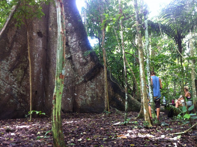 MAGUARY (FLONA do Tapajós)