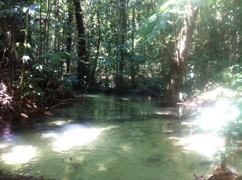 Jamaraquí(FLONA do Tapajós)