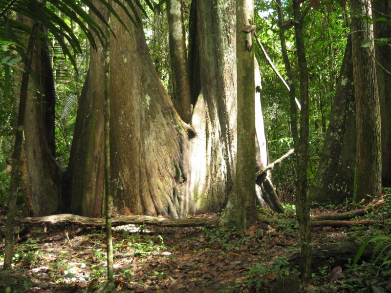 EXPEDIÇÃO NA SELVA